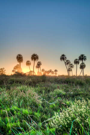 Sunrise on El Palmar National Park (Parque Nacional El Palmar), one of Argentina's national parks, located on the center-west of the province of Entre Rios, between the cities of Colon and Concordia.の写真素材