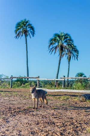 Mountain Fox on El Palmar National Park (Parque Nacional El Palmar), one of Argentina's national parks, on the center-west of the province of Entre Rios, between the cities of Colon and Concordia.の写真素材