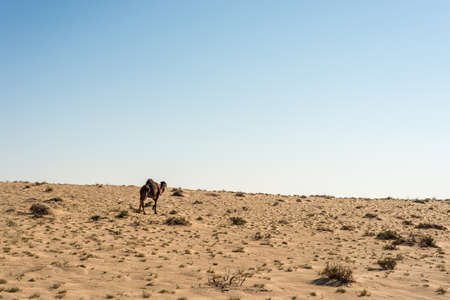 Dromedaries in the desert in Tozeur, Tunisia