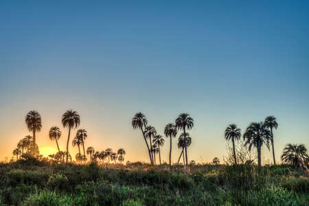 Sunrise on El Palmar National Park (Parque Nacional El Palmar), one of Argentina's national parks, located on the center-west of the province of Entre Rios, between the cities of Colon and Concordia.の写真素材