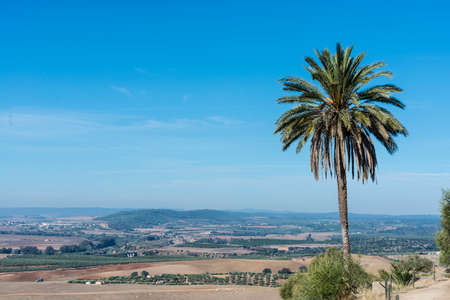 Palm tree near Almodovar del Rio Castle, arab fortress built in 740 on an old building in early...