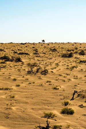 Dromedaries in the desert in Tozeur, Tunisiaの写真素材