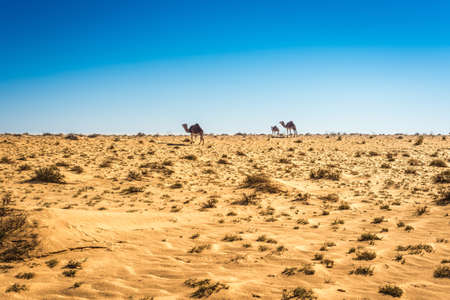 Dromedaries in the desert in Tozeur, Tunisiaの写真素材