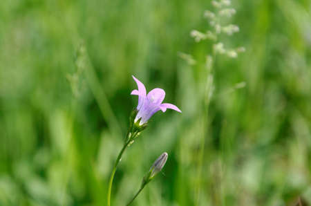 blue bell-flower  horizontal photo の写真素材