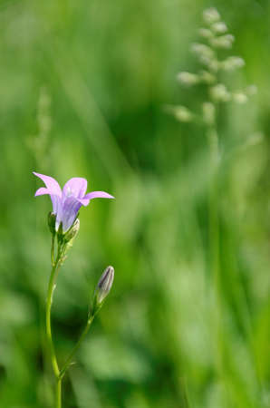bell-flowerの写真素材