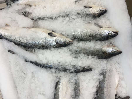 Fish on ice at marketの写真素材