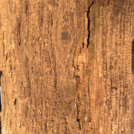 Natural wooden texture