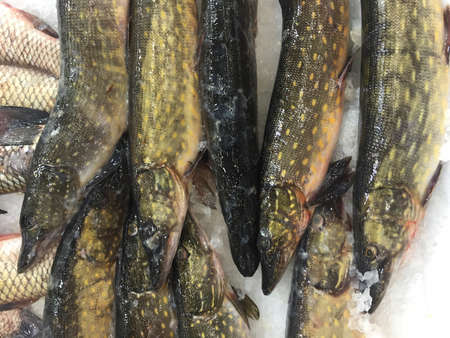 Pike luce on ice at the marketの写真素材