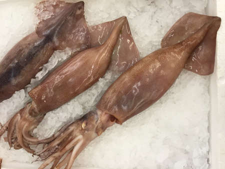 Fresh squid lay on ice