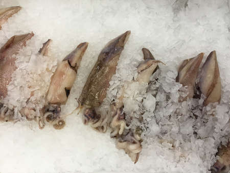 Fresh squid lay on ice