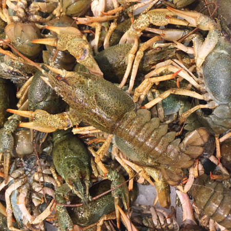 Heap of live crayfish at market as backgroundの写真素材