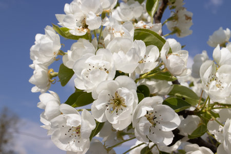 Pear blossom in spring, close-up of white flowers.の写真素材