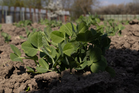 Pea pods with flowers and leaves against the blue sky in summer