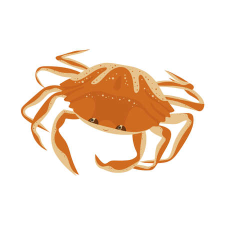 Crab cartoon illustration on white background.のイラスト素材