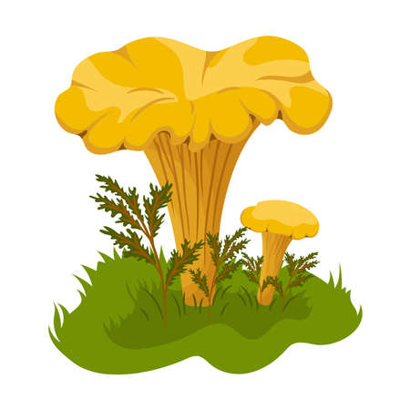 Chanterelle mushrooms in the forest hand drawn colorful illustration. Food drawing isolated on white background.のイラスト素材