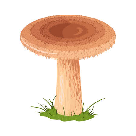 Edible mushroom hand drawn colorful illustration. Lactarius torminosus drawing isolated on white background.のイラスト素材