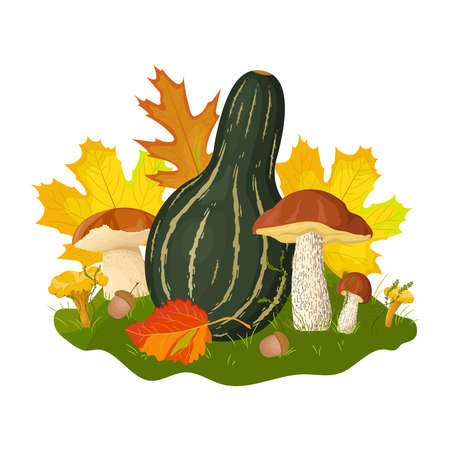 Autumn harvest illustration with green pumpkin, mushrooms, acorns and leaves. Seasonal food drawing isolated on white background.のイラスト素材