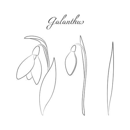 The snowdrops Galanthus black and white illustration on white backgroundのイラスト素材