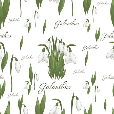 The snowdrops seamless pattern. Spring flowers ornament with Galanthus text on white and transparent background.のイラスト素材