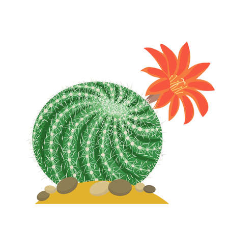 Blooming cactus flat illustration on white background. Desert and exotic plant.のイラスト素材
