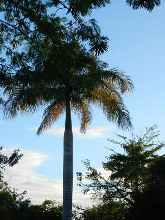 A beautiful real palm tree lit by the sun in an quiet afternoonの写真素材