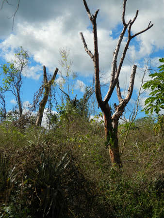 The wild nature of the jungle and its blue skyの写真素材