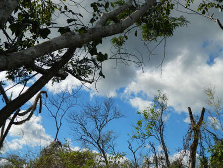 The wild nature of the jungle and its blue skyの写真素材