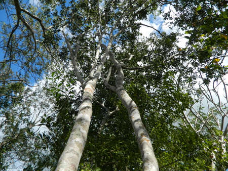 Two trees in the jungle that rise together to the skyの写真素材