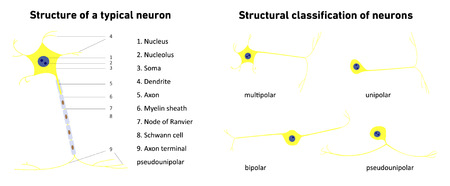 Structural classification of neurons , neuronal types, neuron, structure of a typical neuron; vector illustrationのイラスト素材