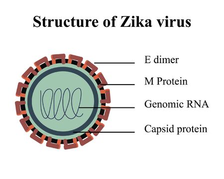 Multicolored vector illustration of structure of Zika virusのイラスト素材