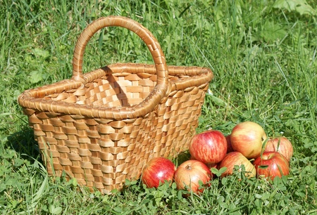 Apples with wooden basket in grassの写真素材