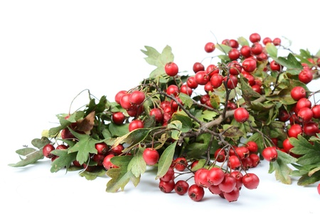 autumn red fruits -  branch of hawthorn on white backgroundの写真素材