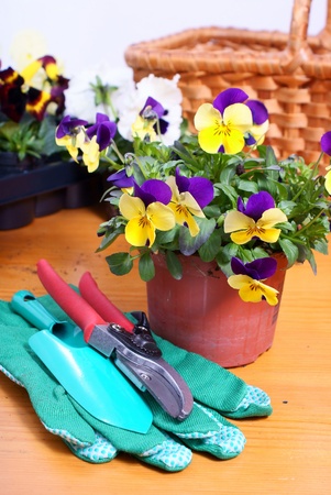 clippers, gardening gloves and two flowers, red and yellow primrosesの写真素材