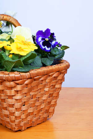 gardening - pansy and primroses in old wooden basketの写真素材