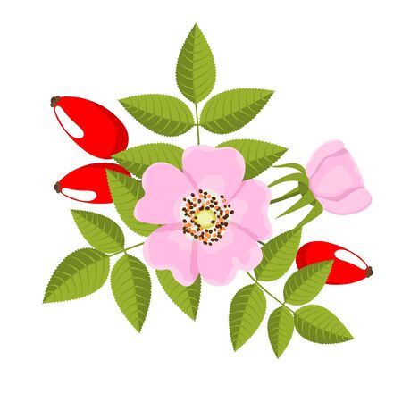 branch of dog rose on white background- vector illustrationのイラスト素材