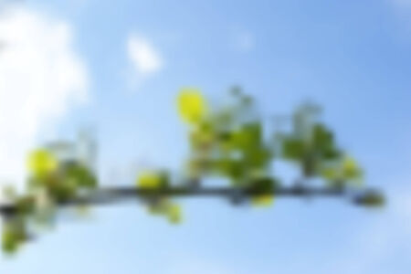 blurred branch with leaves, vector  illustration のイラスト素材
