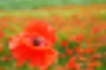 abstract blurry background - meadow with poppy のイラスト素材