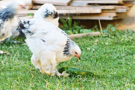 Brahma chicken on green grassの写真素材