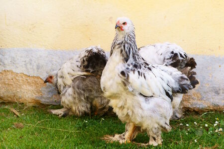 three  Brahma chickens, eating greenの写真素材