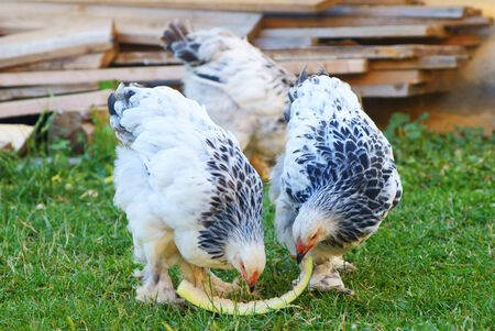three  Brahma chickens, eating greenの写真素材