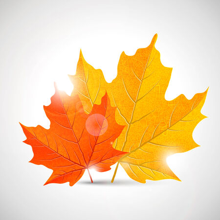 yellow and orange maple leaves, vector illustration, のイラスト素材