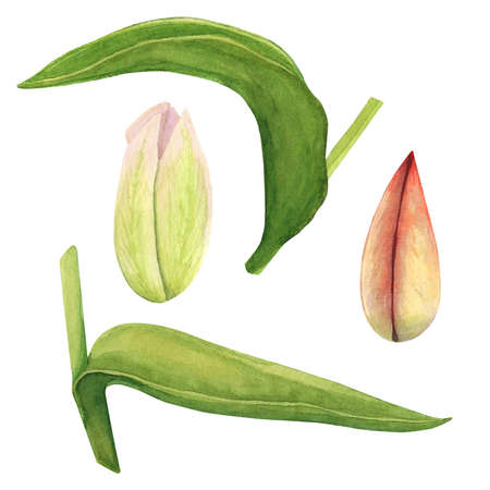 Tulips buds and leafs isolated on white background. Watercolor hand drawing illustration. Art for decoration and designの写真素材