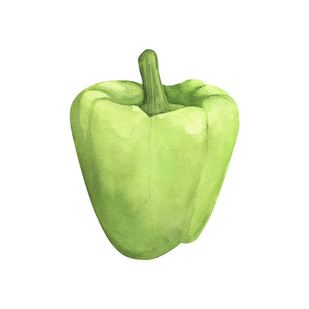 Green bell pepper. Watercolor illustration fresh vegetabl paprika cooking Isolated on white background. Art for designの写真素材