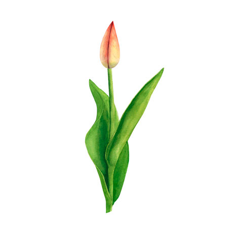 Tulips red isolated on white background. watercolor hand drawing illustration. Art for decoration and design cards, textiles, fabrics, wallpapers, wedding invitationの写真素材