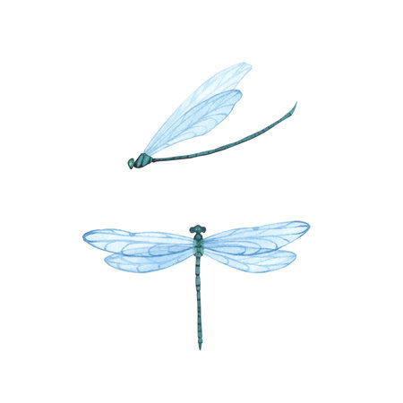 Set Dragonfly with detailed wings isolated. Watercolor hand drawn realistic flying insect llustration for designの写真素材