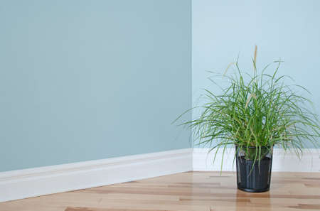 Green grass plant decorating the corner of an empty room Green grass plant decorating the corner of an empty room