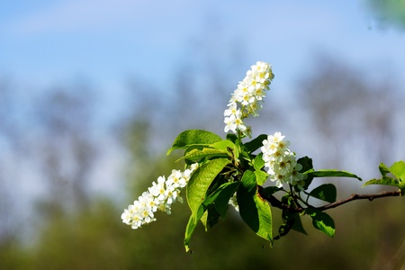 Flowering bird cherry tree against the sky の写真素材