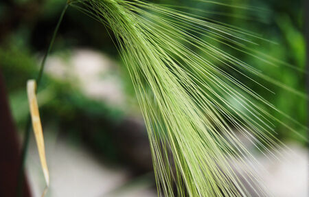 Grass Prairie feather grass waving in the wind の写真素材