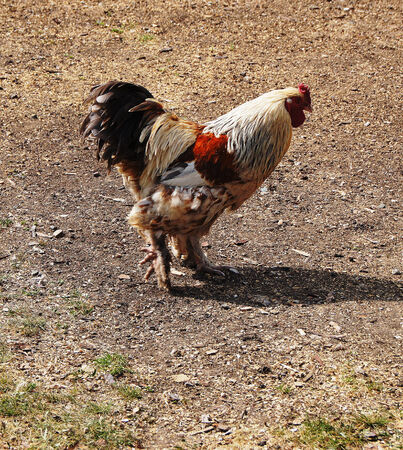 Beautiful colorful rooster walks around the yard.の写真素材