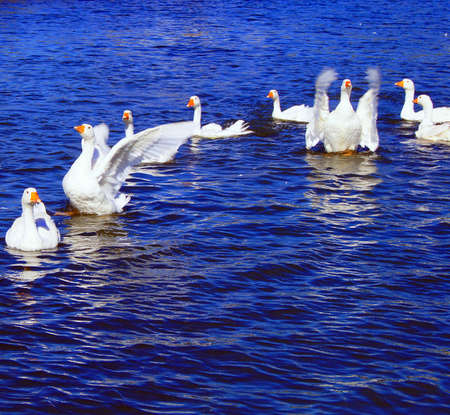 A flock of geese flapping wings floating on the pond の写真素材